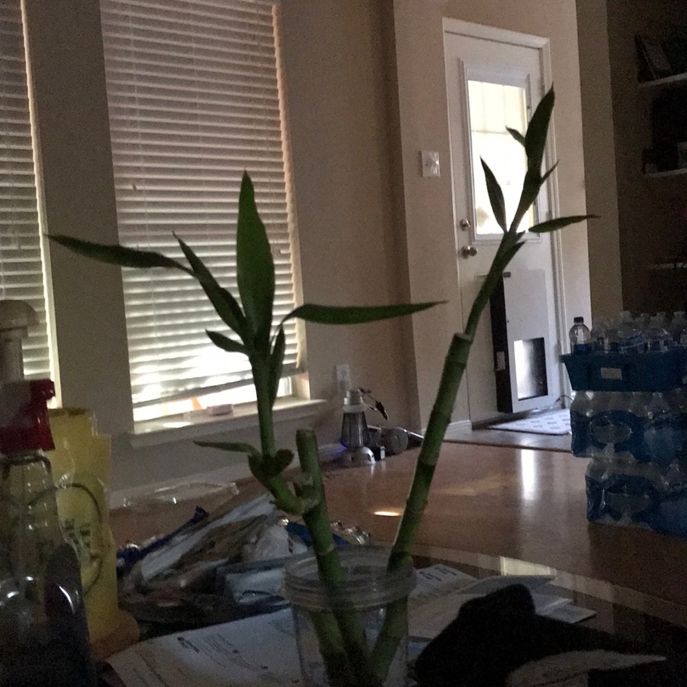 Meet your Posher, Jenny